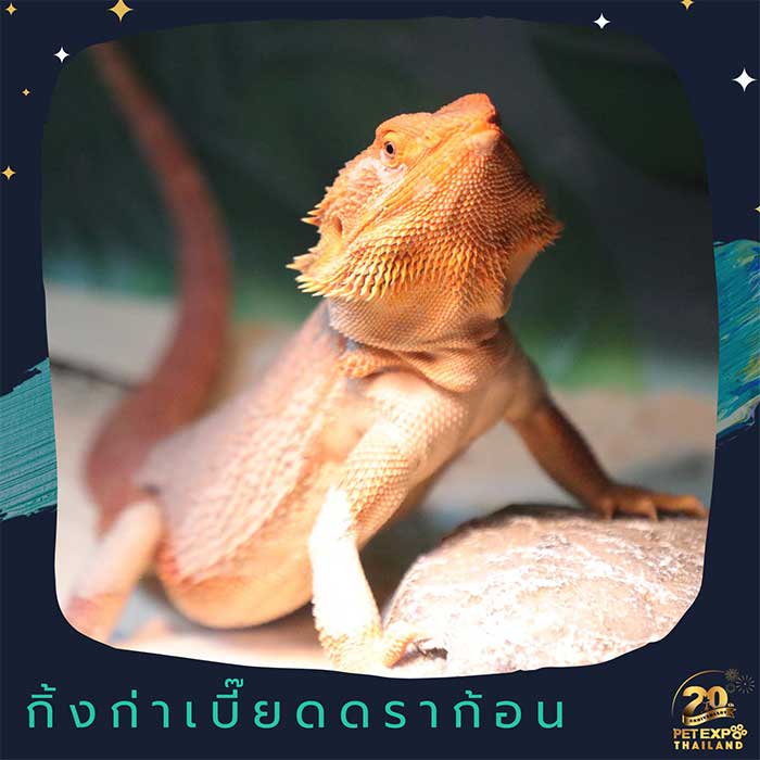 Pet Expo Thailand & Pet Expo Championship