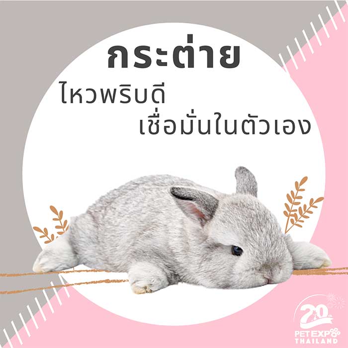 Pet Expo Thailand & Pet Expo Championship