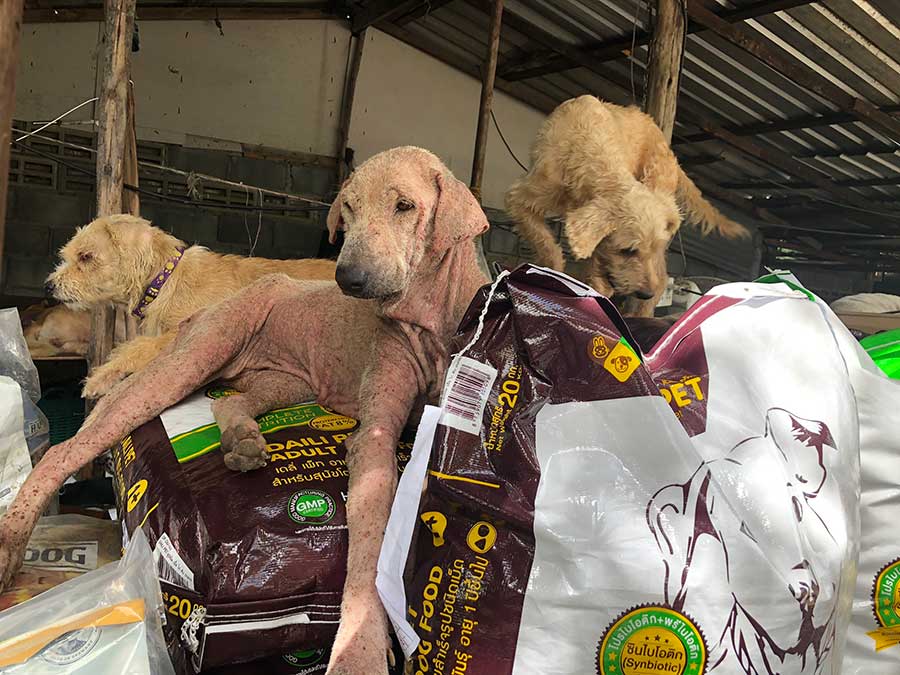 Pet Expo Thailand & Pet Expo Championship