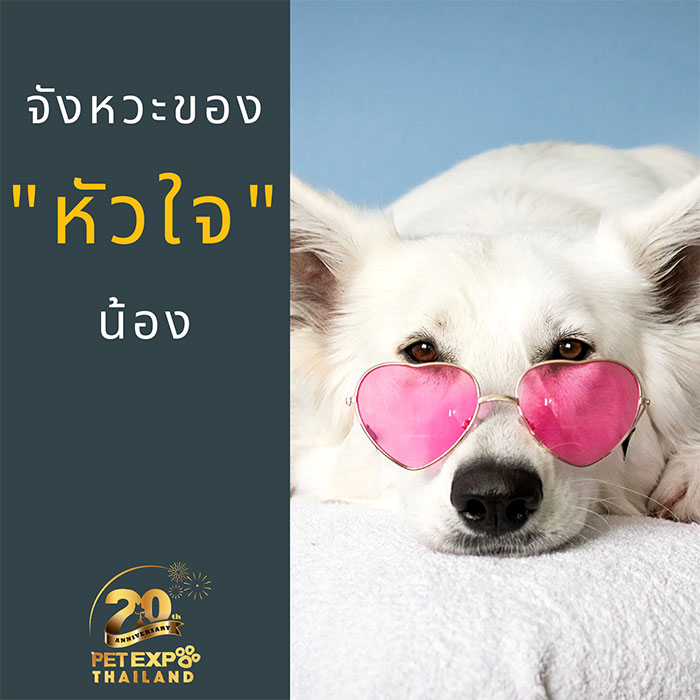 Pet Expo Thailand & Pet Expo Championship