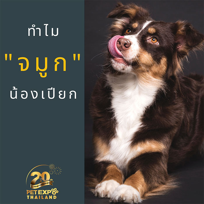 Pet Expo Thailand & Pet Expo Championship