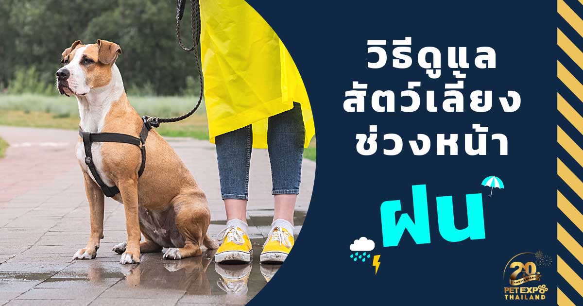 Pet Expo Thailand & Pet Expo Championship