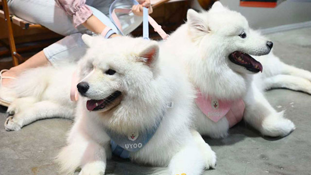 Pet Expo Thailand & Pet Expo Championship