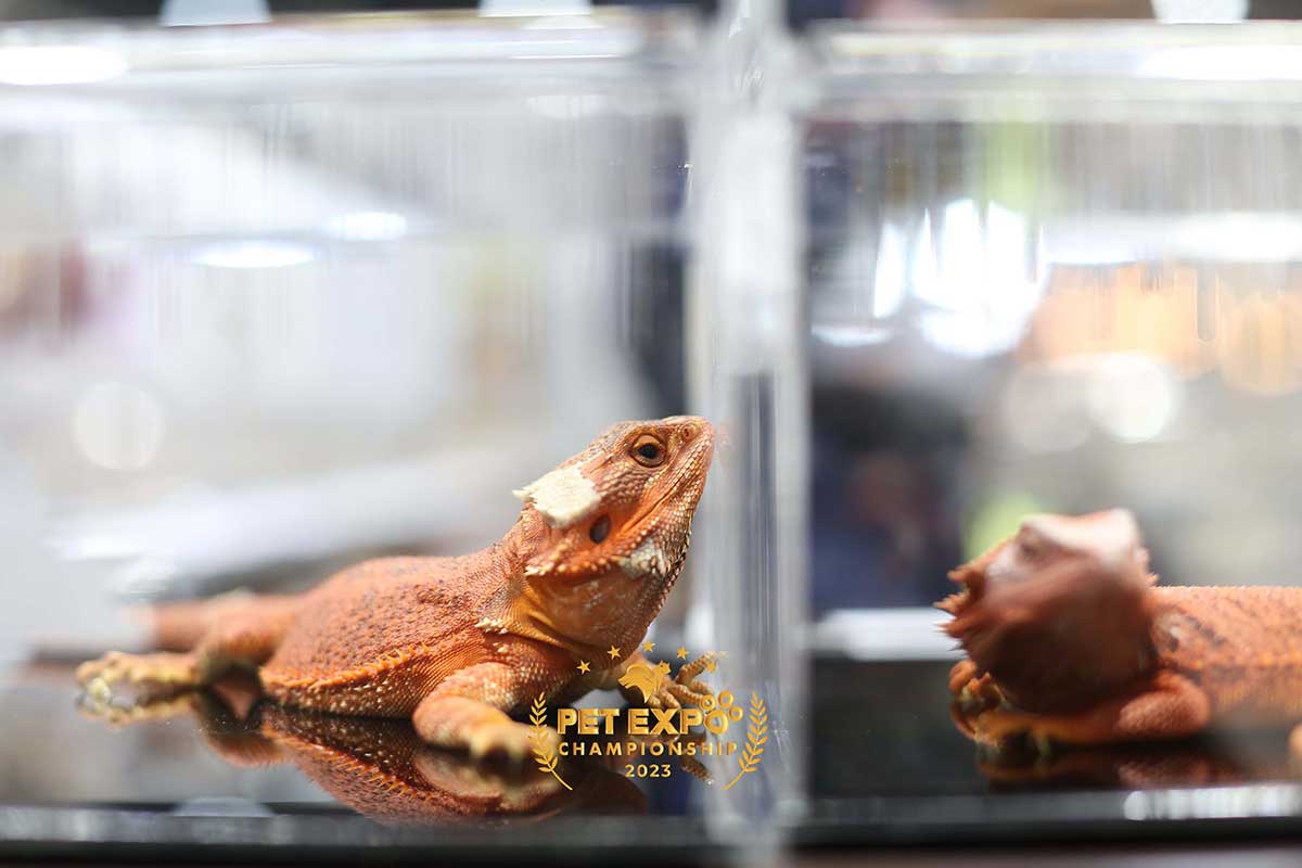 Pet Expo Championship