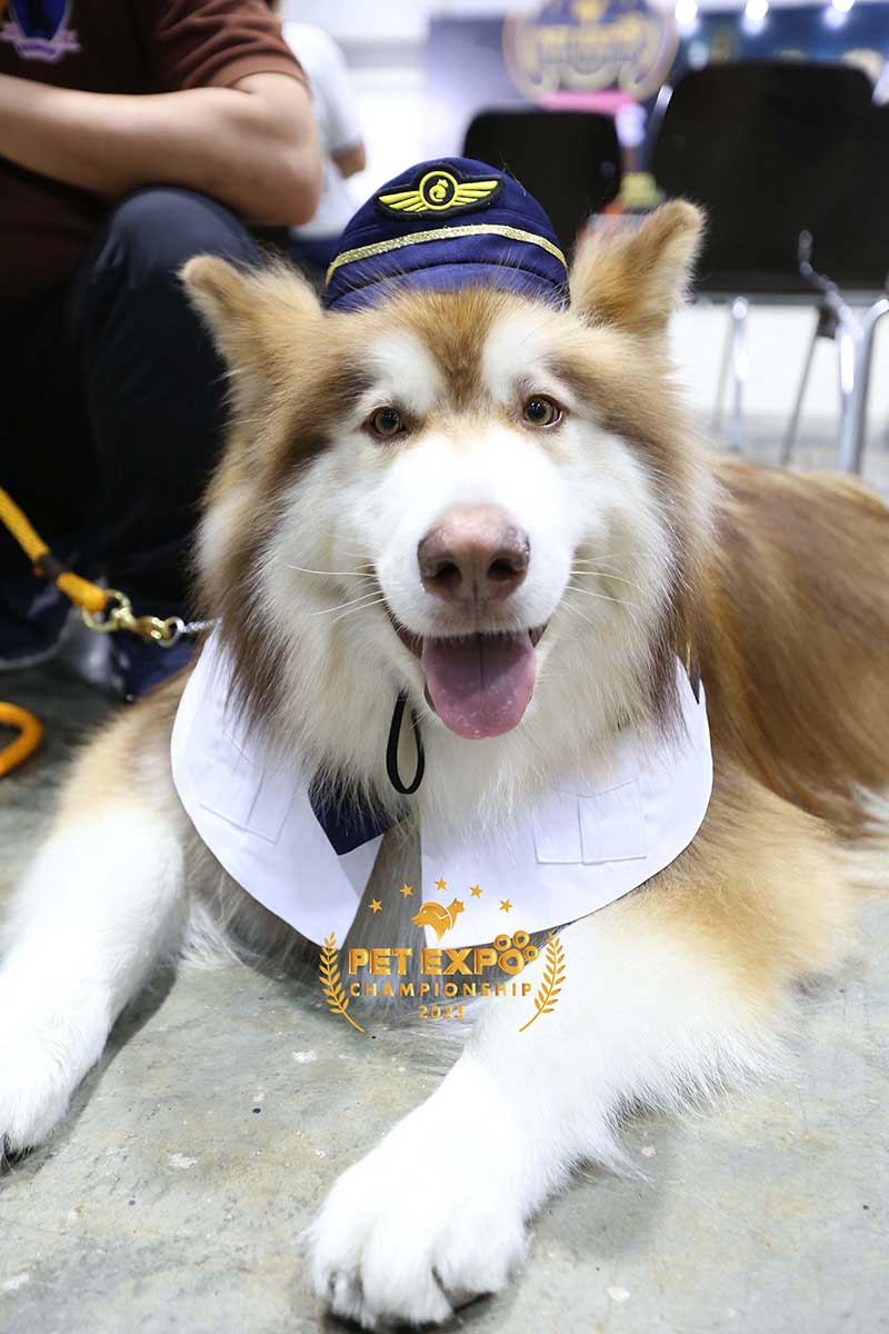 Pet Expo Championship