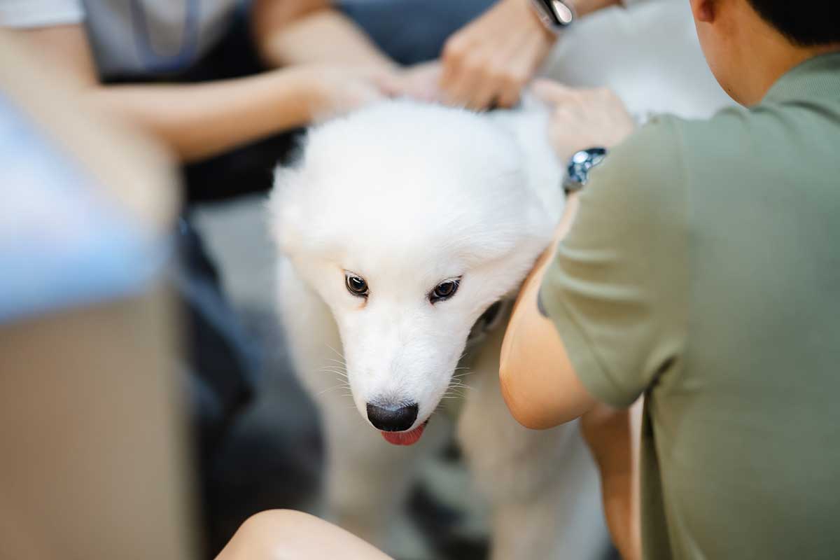 Pet Expo Championship