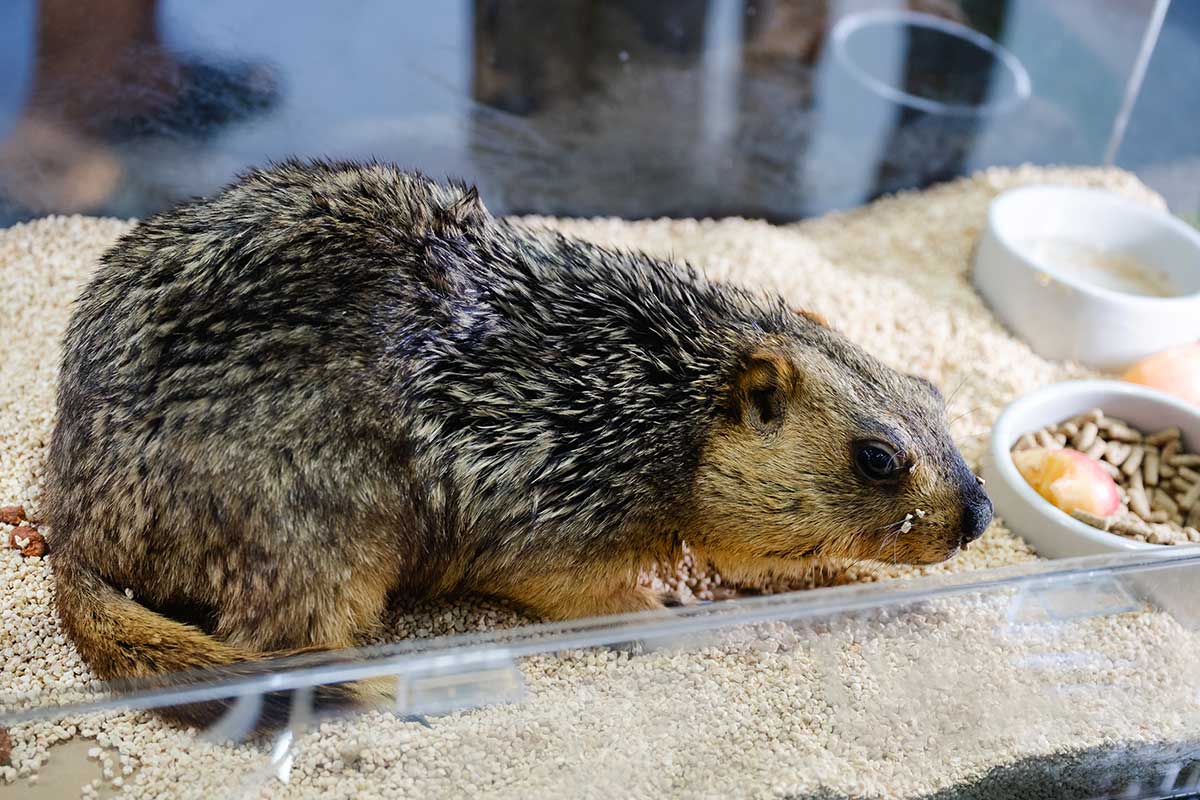 Pet Expo Championship