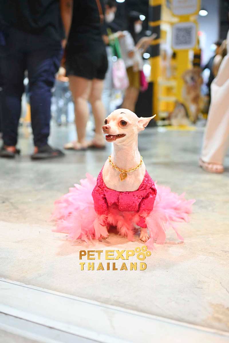 Pet Expo Thailand
