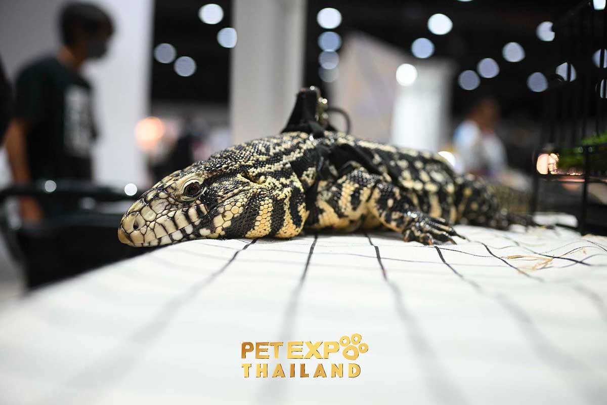 Pet Expo Thailand