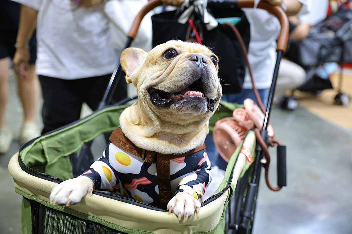 Pet Expo Thailand & Pet Expo Championship