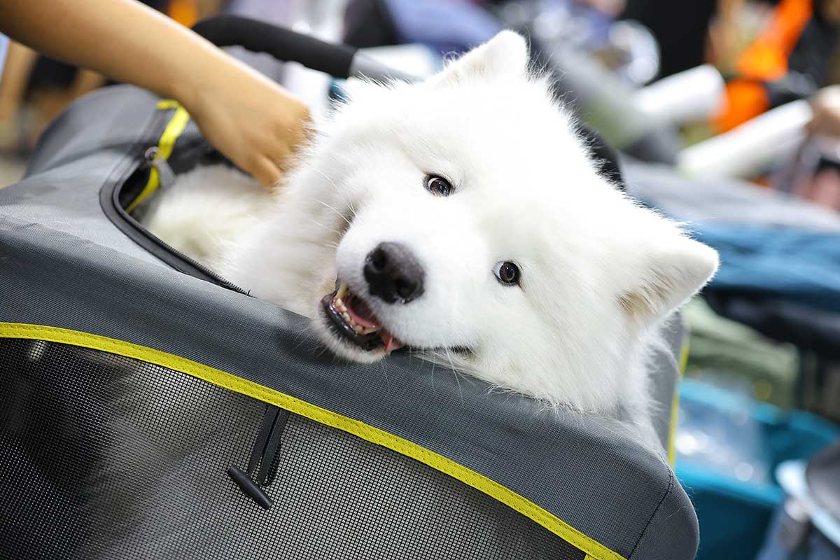 Pet Expo Thailand & Pet Expo Championship