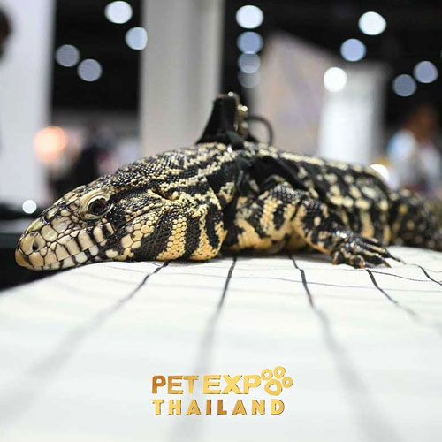 Pet Expo Thailand