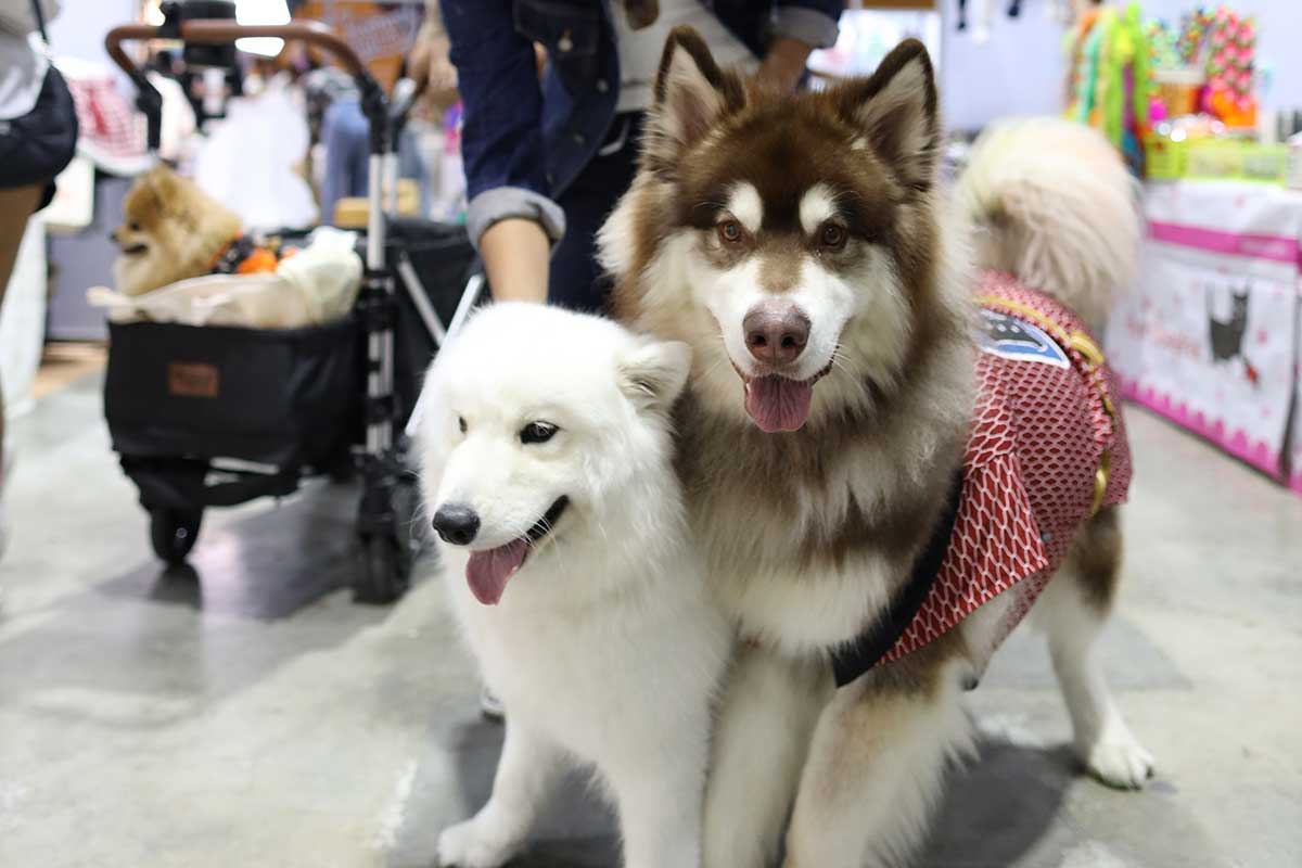 Pet Expo Thailand