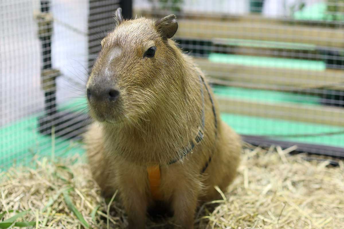 Pet Expo Thailand