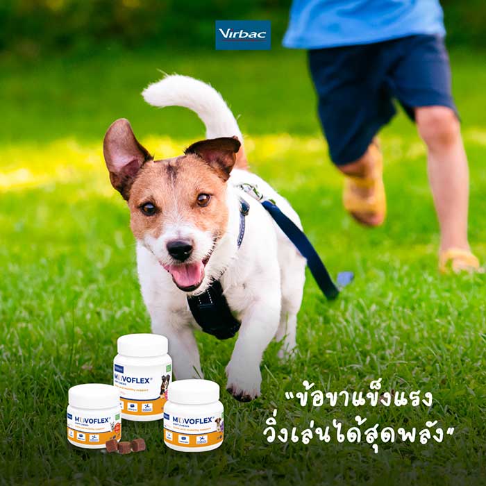Pet Expo Thailand & Pet Expo Championship