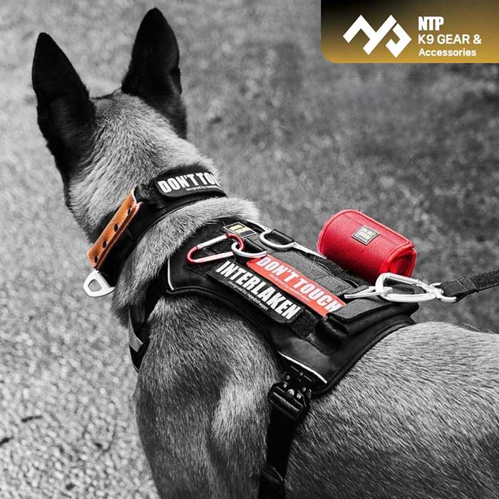 Pet Expo Thailand & Pet Expo Championship