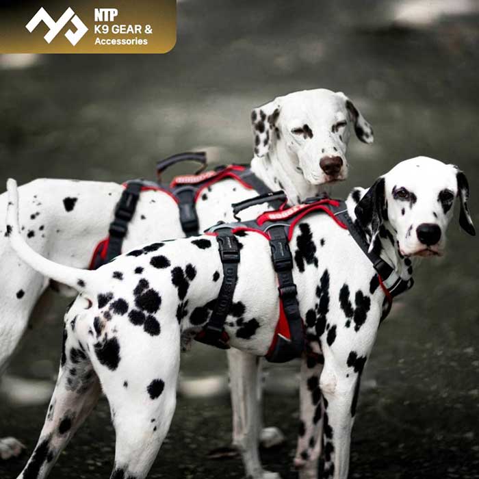 Pet Expo Thailand & Pet Expo Championship