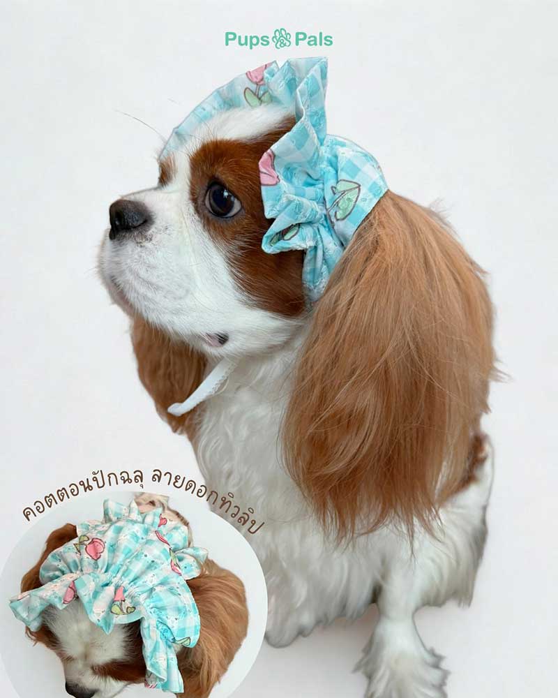 Pet Expo Championship